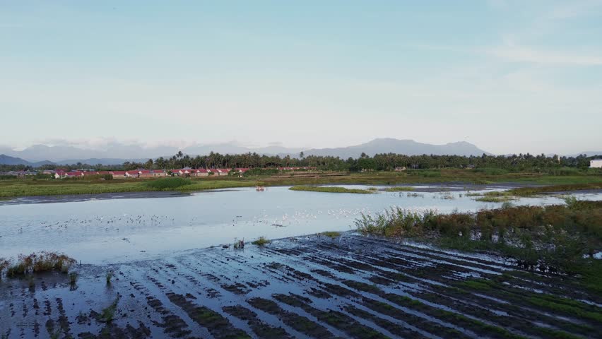 Aerial View of Flock of Birds Flying Over Water Near Village