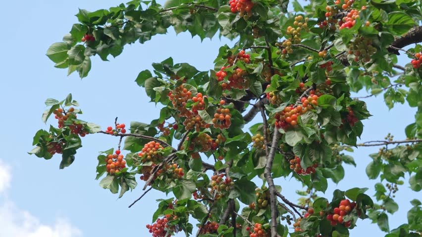 Branch of ripe cherries on a tree in a garden	