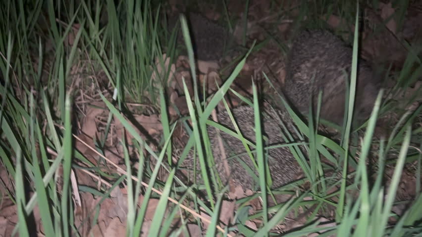 Hedgehogs compete for a female during mating season