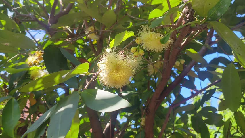 Low angle view of beautiful white Syzygium jambos (rose apple) flowers blooming on a tree branch, gently swaying in the wind against a bright blue sky