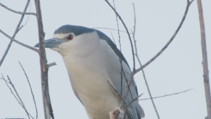 black-crowned night heron (Nycticorax nycticorax) hd 1080p60