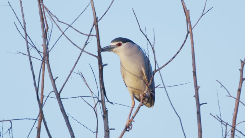 black-crowned night heron (Nycticorax nycticorax) hd 1080p60