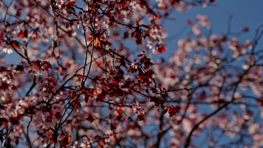 Blooming tree branches with pink flowers and blue sky