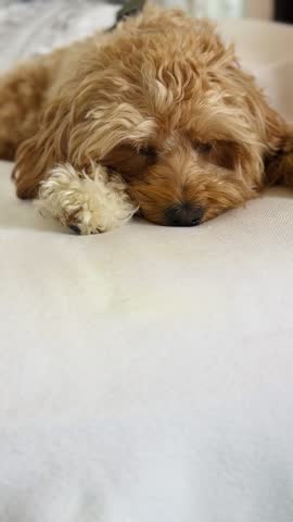 Cute Curly Golden Cockapoo Dog Staring with Sad Puppy Eyes Lying on White Bed, Pet Video
