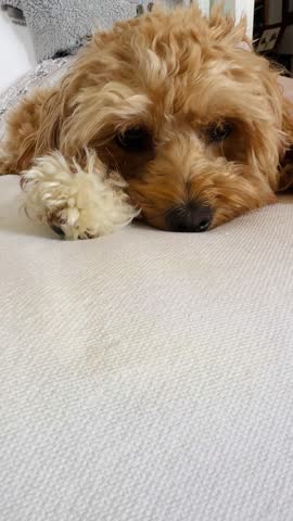 Cute Curly Golden Cockapoo Dog Staring with Sad Puppy Eyes Lying on White Bed, Pet Video