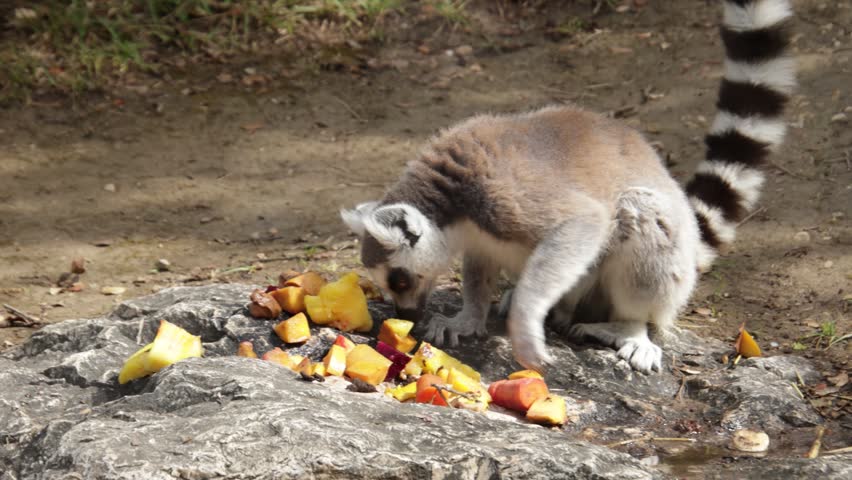 Lemur eating fruit (close up)