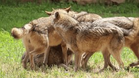 social interaction within a wolf pack - Powered by Shutterstock - Get 15% off with code: PIKWIZARD15
