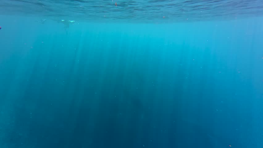 Wild humpback whales swimming underwater near Moorea, close encounter captured. Turquoise water and sunbeam shafts illuminate a male, female, and baby whales Moorea, Tahiti, French Polynesia.