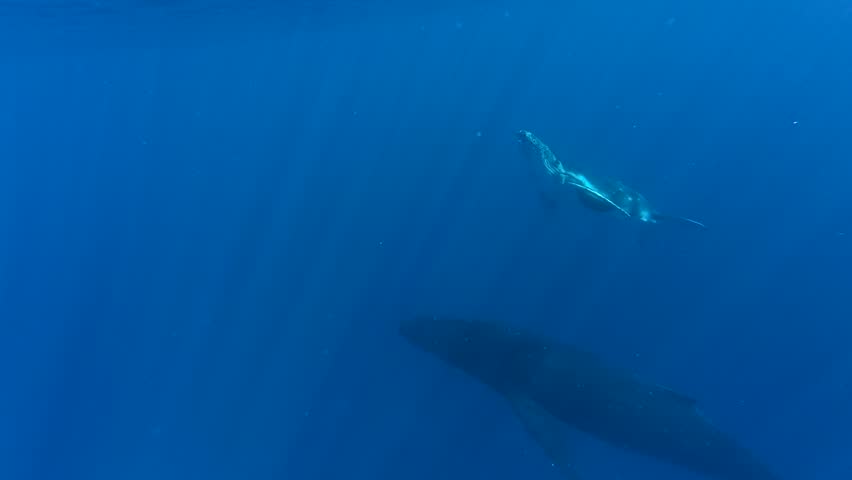Three wild humpback whales swimming underwater near Moorea, close encounter captured. Turquoise water and sunbeam shafts illuminate a male, female, and baby whales Moorea, Tahiti, French Polynesia.