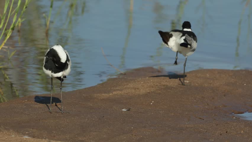 A pair of Blacksmith lapwing standing at the water