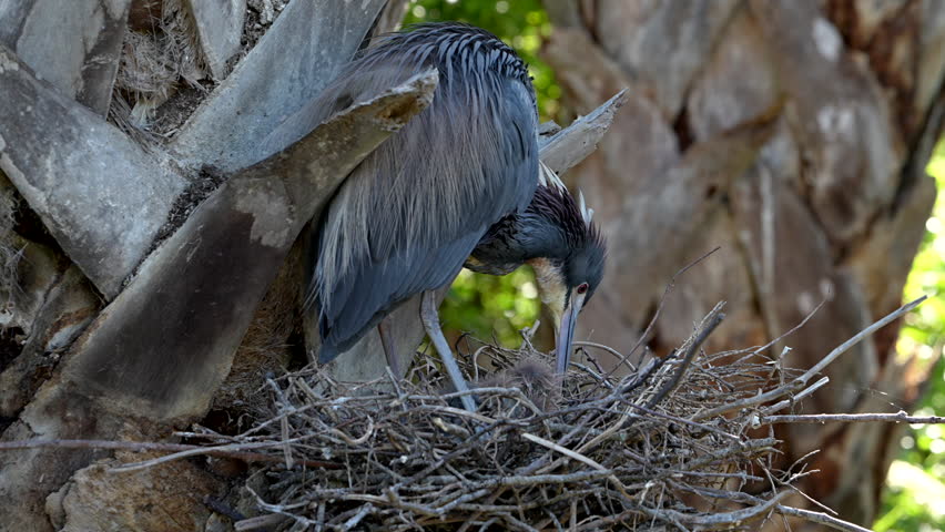 Tri-colored heron regurgitates and feeds its chicks