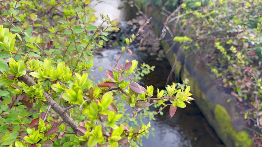 Fresh green leaves on a bush branch with a blurred stream flowing in the background