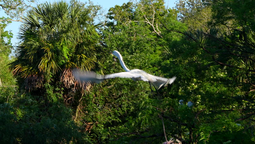 Great egret flies away at a rookery