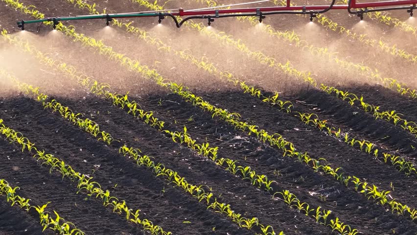 Aerial view of crop sprayer working on a corn field at sunset. Spring day beautiful landscape, rural scene. Drone shot of spraying corn to the increase crop yield.