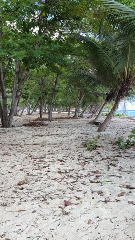 Slow stroll through gently swaying tropical trees along Caribbean beach shoreline, Barbados
