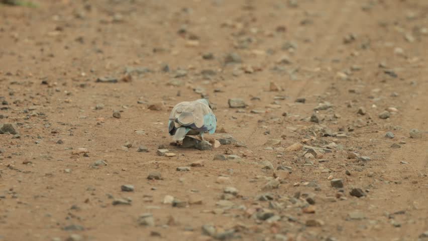 Wide shot of a European roller standing on the dirt road trying to kill a beetle while holding it in its beak, smacking it into the ground, Kruger National Park.