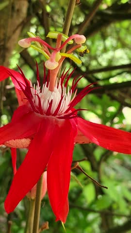 A bee is circling the red petals of a flower to look for honey in the flower.