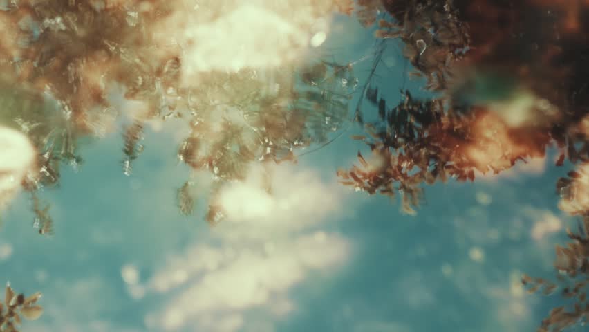Cinematic slow motion of tree branches and autumn leaves reflected in the rippling surface of water. Dreamy vintage film look with soft bokeh and teal water tones, perfect for backgrounds.