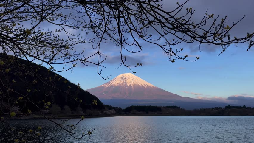 Beautiful evening view of Mount Fuji rising above Tanuki Lake in Shizuoka, Japan. Snow-covered volcanic peak framed by tree branches on foreground