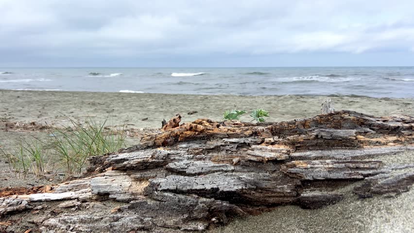 Driftwood on Mediterranean beach in Corsica, France. Natural coastal landscape with sea waves and sandy shoreline.