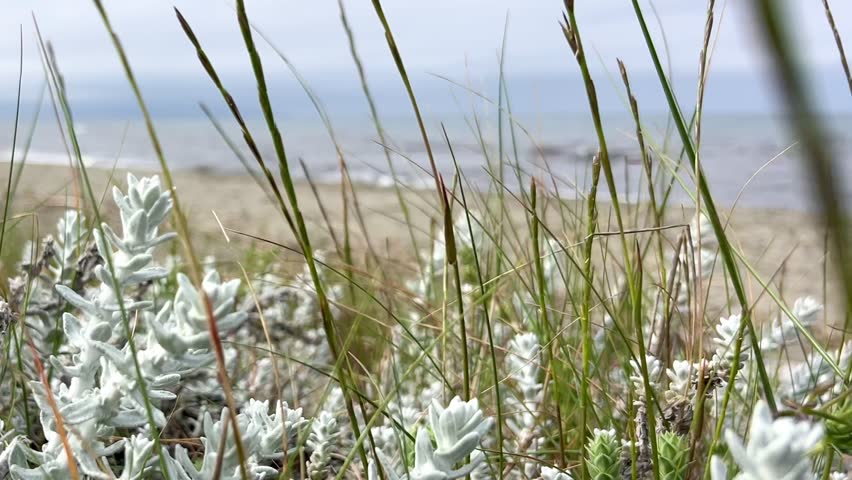 Coastal vegetation near the Mediterranean Sea in Corsica, France. Natural beach landscape with sea grass and shoreline.