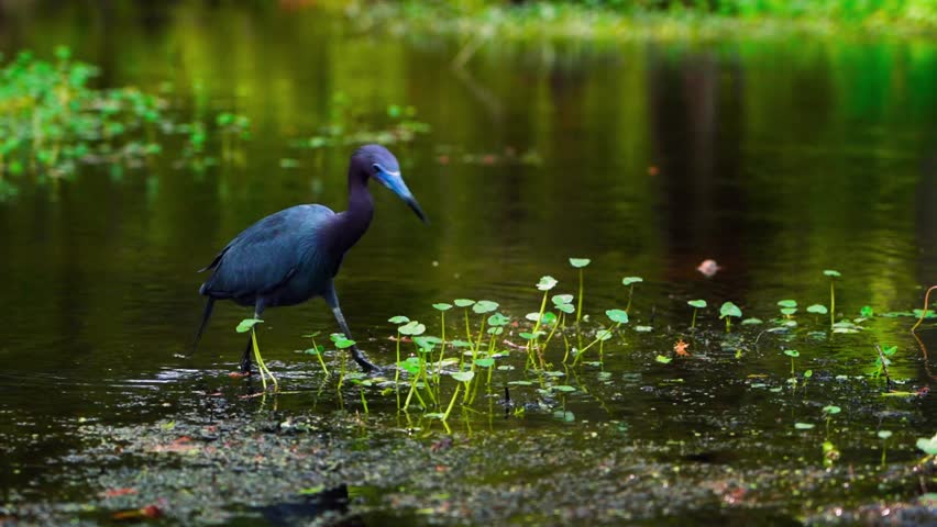 Wide shot of a blue heron wading and eating a fish in a North Carolina waterway
