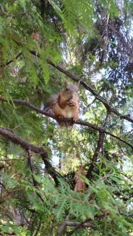 A squirrel is gnawing a nut on a tree branch in the park.	