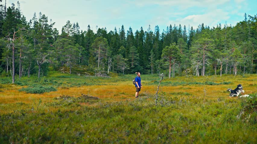 A Hiker Walks Through an Open Forest Meadow While Two Dogs Play Nearby Under a Bright Summer Sky - Wide Shot