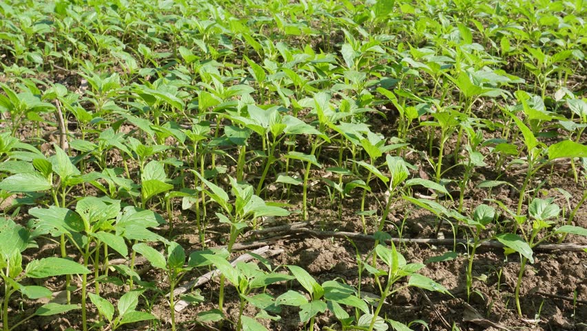 Young sesame plants in fields