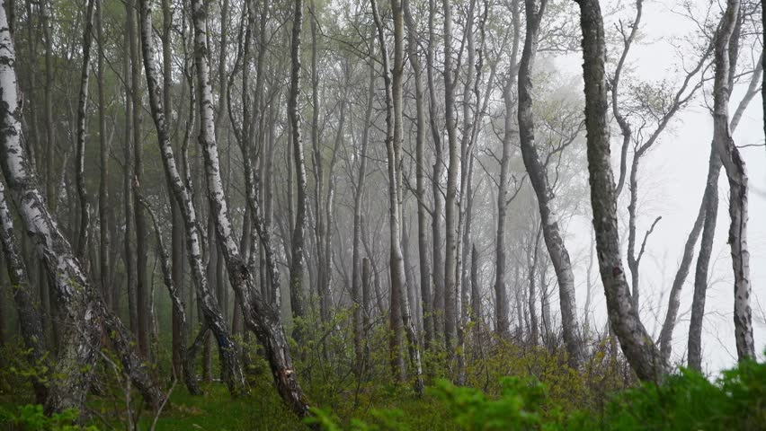 Atmospheric fog envelops slender birch trees standing in dense formation on vibrant green forest floor. Soft diffused light highlights delicate branches fading into misty white background