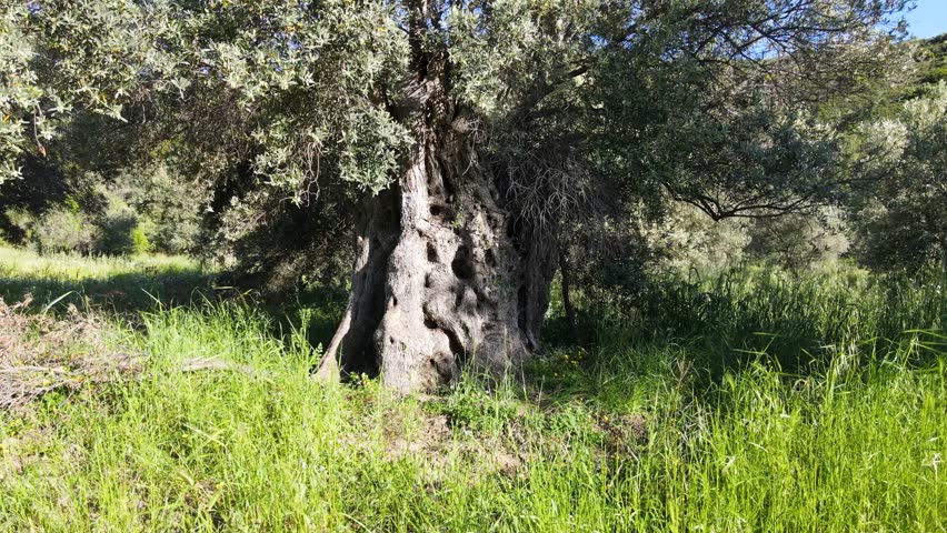 Footage of olive tree that is 1500-2000 years old. Olive trees, called "Immortal Trees" in mythology and botany, are long-lived durable trees that grow very slowly.
