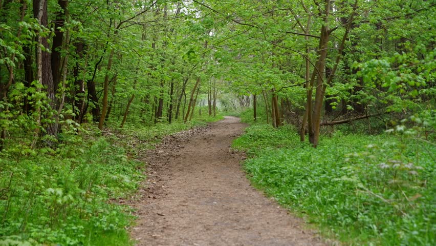 Dirt path meanders through dense forest with vibrant green leaves and undergrowth in peaceful natural setting. Overhead trees create calming shaded atmosphere highlighting rich forest textures