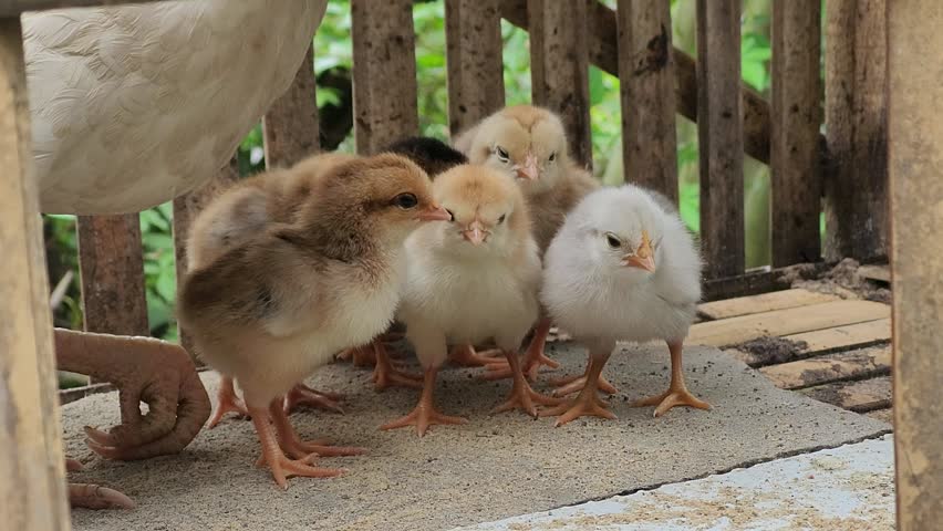 Adorable group of fluffy baby chicks standing together in a wooden coop. The colorful flock includes yellow, brown, and grey chicks looking curious.