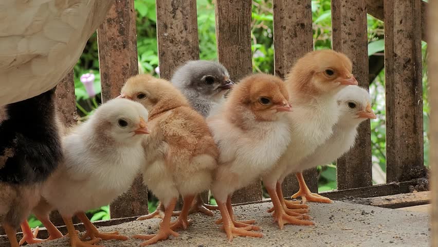 Adorable group of fluffy baby chicks standing together in a wooden coop. The colorful flock includes yellow, brown, and grey chicks looking curious.