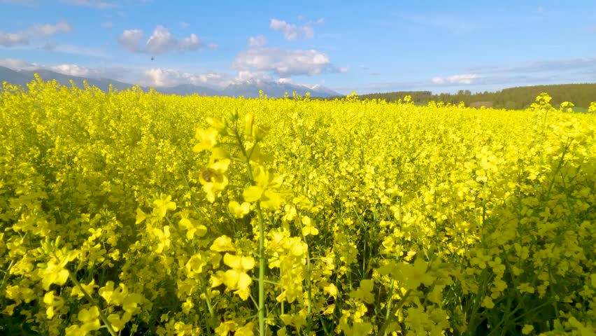 Honey bee pollinating a yellow rapeseed flower in a vast agricultural field under a blue sky