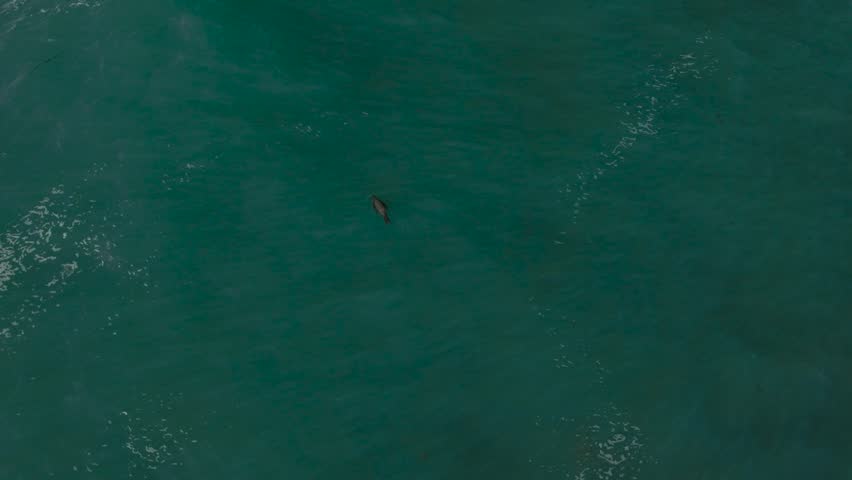 Aerial view of a sea lion swimming through the turquoise waters of La Jolla Cove with gentle ripples on the surface in San Diego, California, United States.