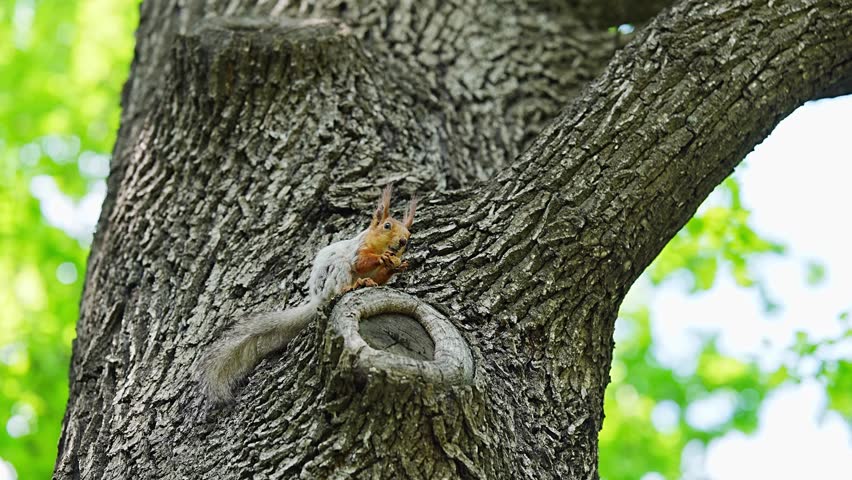 Red squirrel sitting on a tree trunk in a spring forest