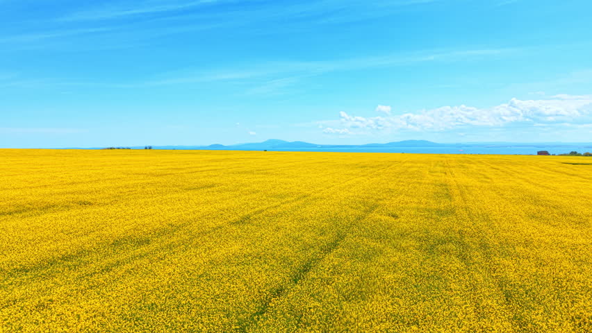 Panoramic aerial landscape of bright yellow canola flower field. Low aerial view of a wide blooming yellow rapeseed field under a bright blue sky.