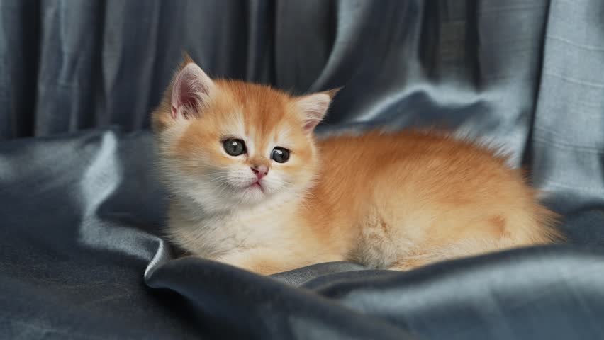 Cute one month old British golden chinchilla kitten playing at home in close up. Adorable fluffy pet, playful behavior, domestic animal and cozy lifestyle concept. 