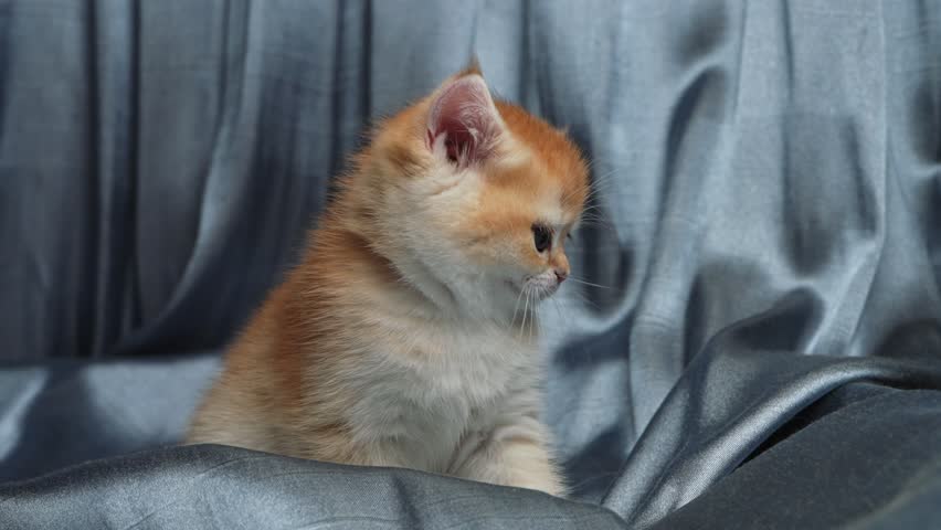 Cute one month old British golden chinchilla kitten playing at home in close up. Adorable fluffy pet, playful behavior, domestic animal and cozy lifestyle concept.