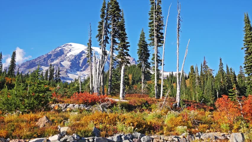 Scenic stock footage of vibrant autumn foliage and evergreen trees along the Skyline Trail, with the majestic, snow-capped peak of Mount Rainier (Tahoma) in the background. The trail near the Paradise