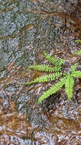 Close up of a five-finger maidenhair fern on a wet mossy stone with flowing water. Pacific Northwest mountain forest stream.
