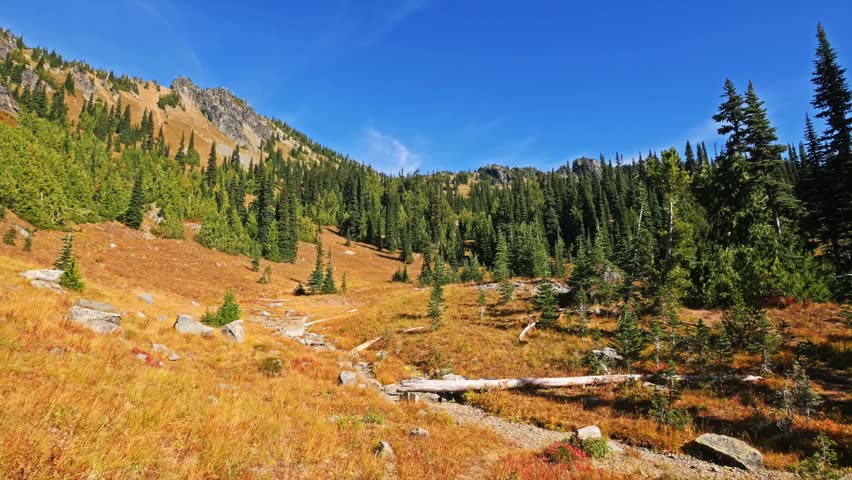 footage capturing the vibrant autumn colors of the subalpine meadows along the Sheep Lake Trail in Mount Rainier National Park, Washington State. The landscape features golden grasses, green evergreen