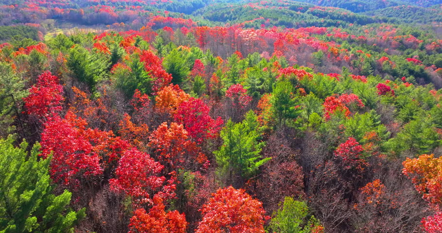 Autumn woods in North Carolina Appalachian mountains. Bright yellow foliage and pine woods on mountain slopes.