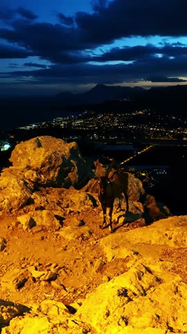 Mountain goat with big horns positioned on the edge of the cliff at summer night with city illumination of the coast town on the background. vertical view of the wild animal who can climb on the rock