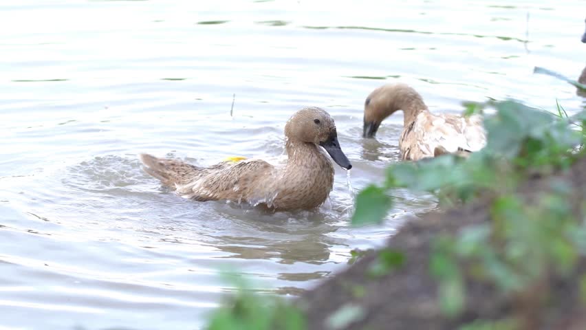 Ducks Swimming in a Pond Amidst Lush Greenery and Rippling Water
