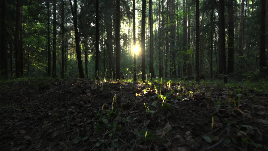Sunlit forest road in spring woodland