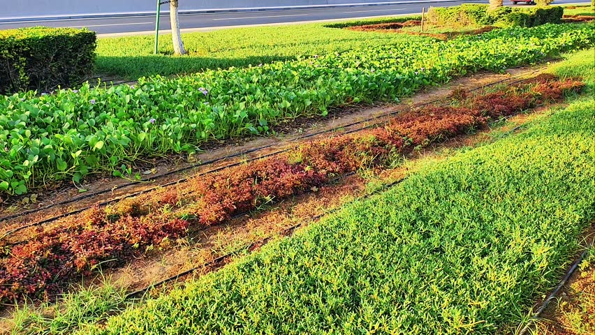 Landscaped roadside garden with green shrubs, red ornamental plants and palm trees on a sunny day.