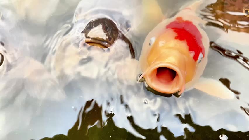 A horizontal, close-up shot capturing two koi fish (nishikigoi) breathing or feeding at the surface of a pond. The central fish is a white and orange variety (Kohaku), looking directly toward the camera with its round mouth wide open. In the upper left, the open, circular mouth of a dark-colored koi is visible. The calm, murky grey water reflects cloudy skies and shadows, creating a compelling, dramatic, and humorous dynamic