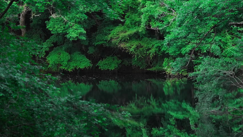 Forest Scenery, Quiet Forest Pond Surrounded by Lush Green Trees in Early Morning Silence
